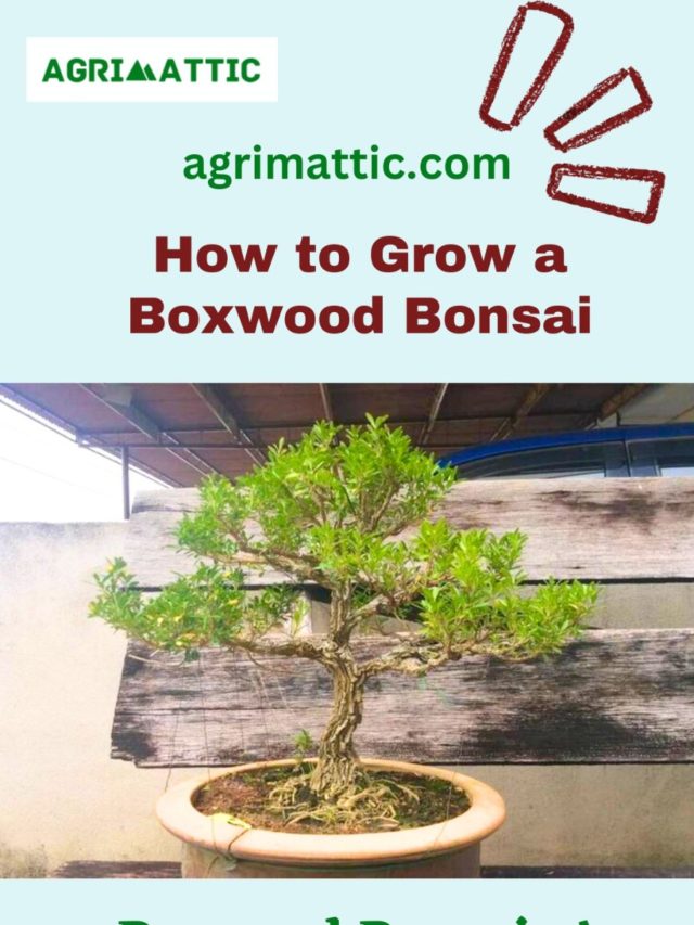 How to Grow Boxwood Bonsai