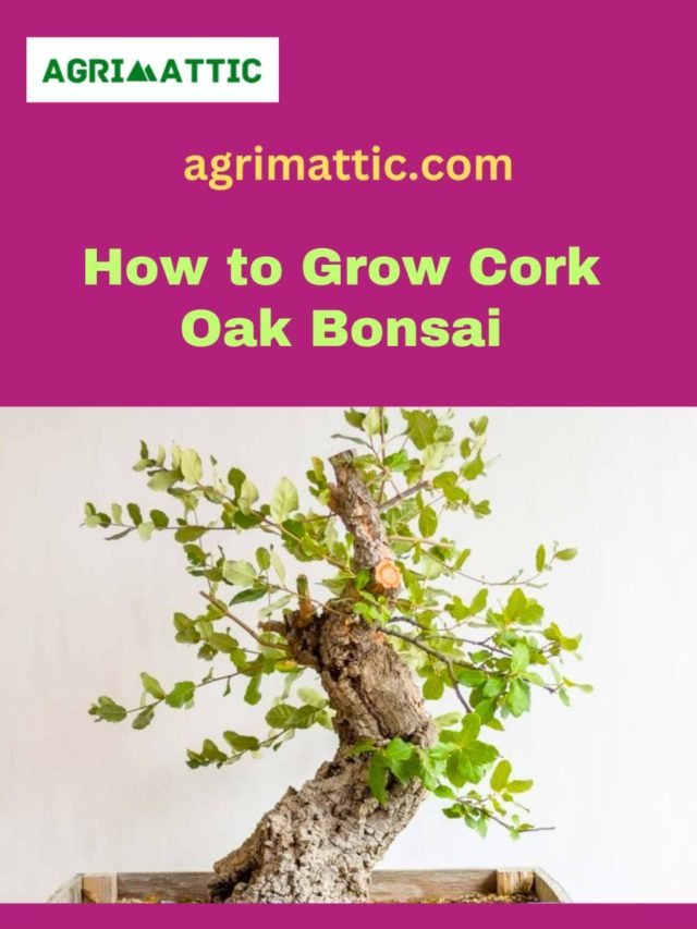 How to Grow Cork Oak Bonsai