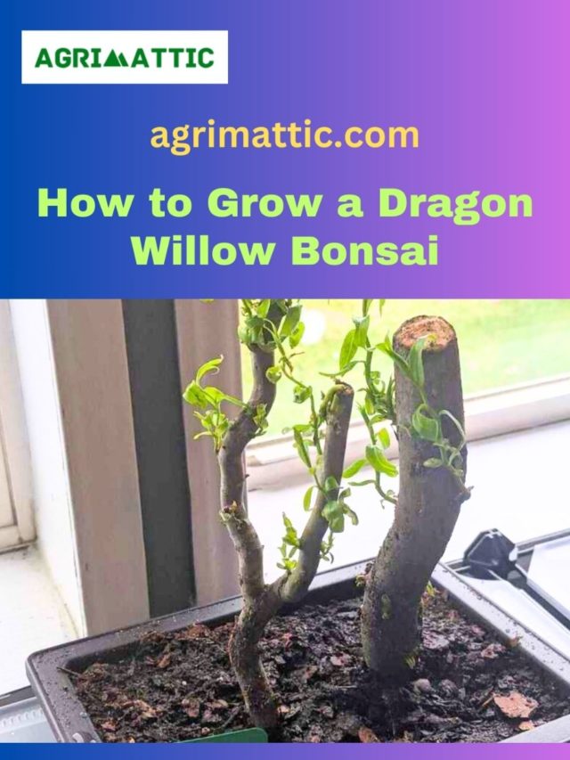 How to Grow Dragon Willow Bonsai
