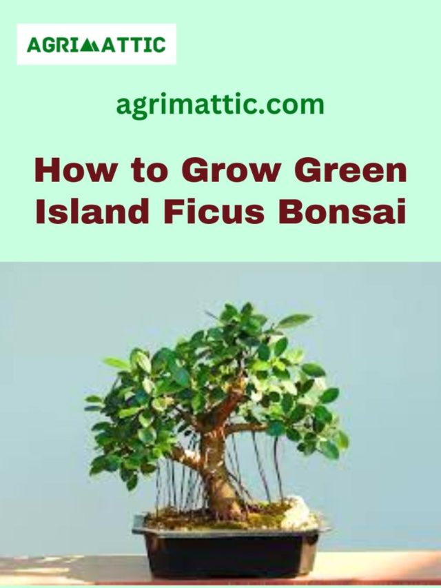How to Grow Green Island Ficus Bonsai