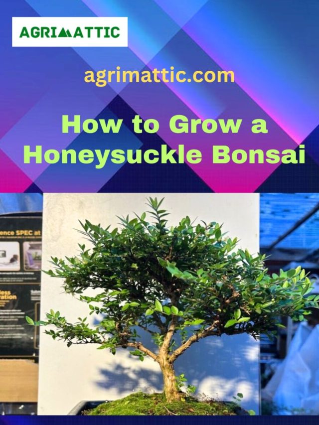 How to Grow Honeysuckle Bonsai