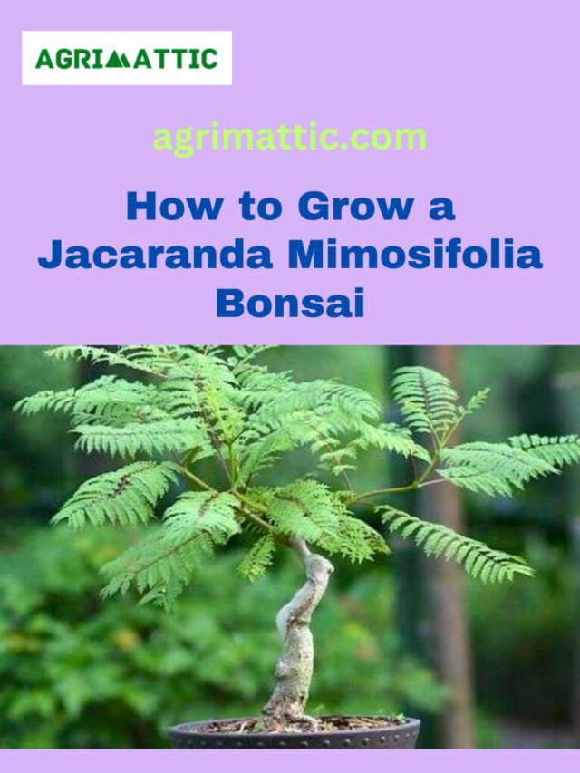 How to Grow Jacaranda Mimosifolia Bonsai