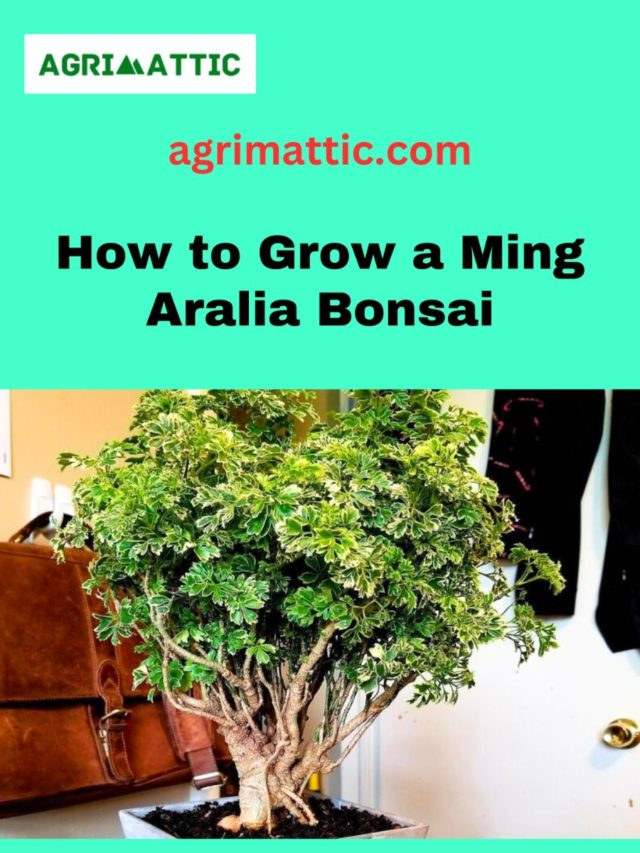 How to Grow Ming Aralia Bonsai