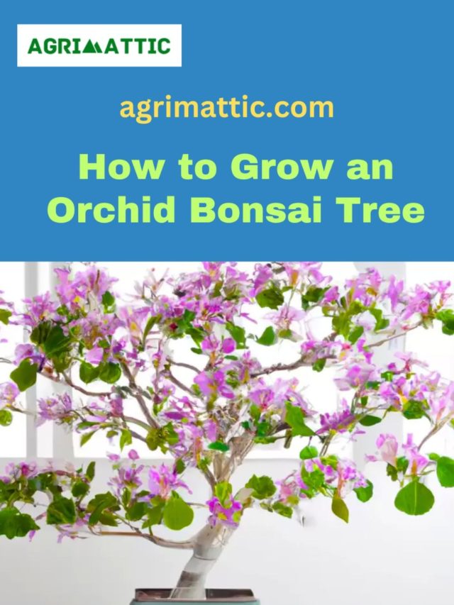 How to Grow Orchid Bonsai Trees