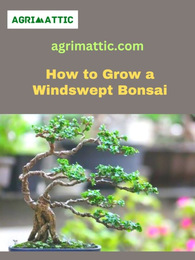 How to Grow Windswept Bonsai