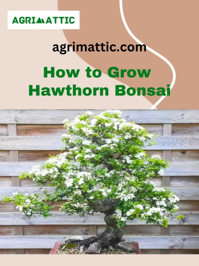 How to grow Hawthorn Bonsai