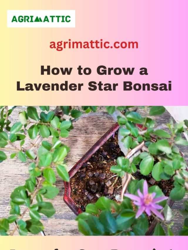 How to grow Lavender Star Bonsai