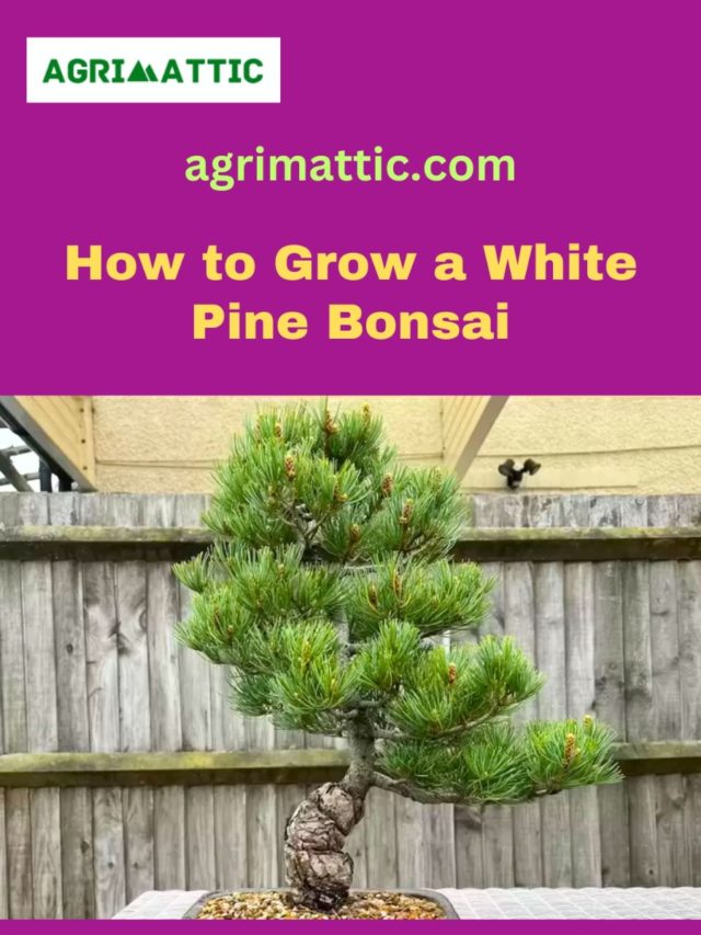 How to grow White Pine Bonsai