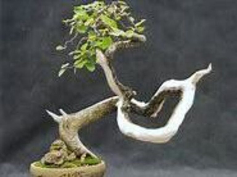 Aspen Tree Bonsai: Unveiling the Beauty of Tiny Landscapes