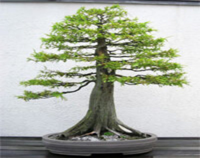 Bald Cypress Bonsai: Discovering the Magic of Miniature Trees