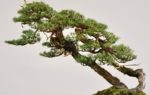 Bonsai Hemlock