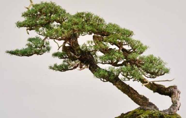 Bonsai Hemlock: Capturing Nature’s Majesty in Miniature