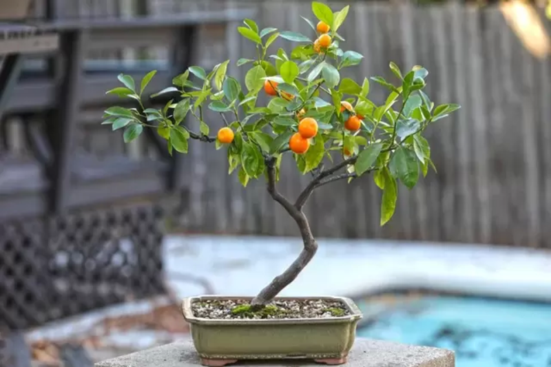 Bonsai Orange Tree : Miniature Beauty and Citrus Charm