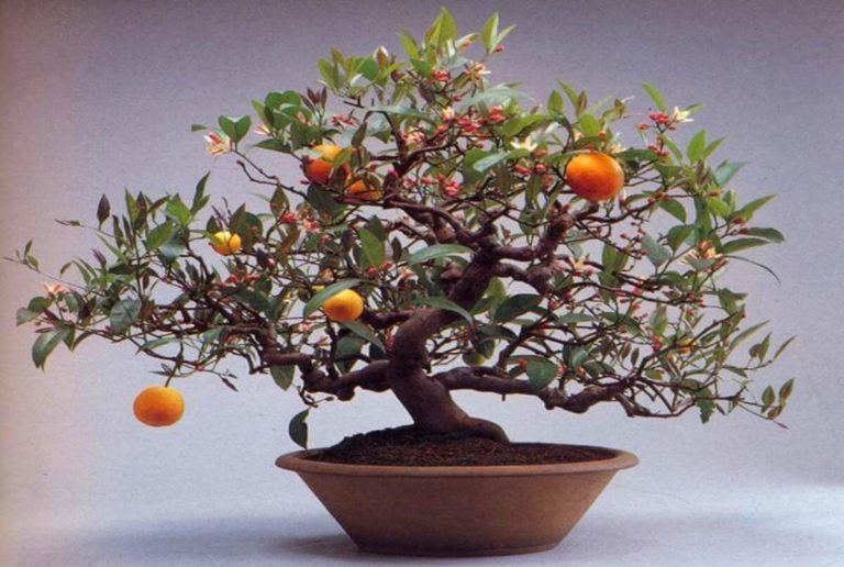 Bonsai Orange Tree: Miniature Beauty and Citrus Charm