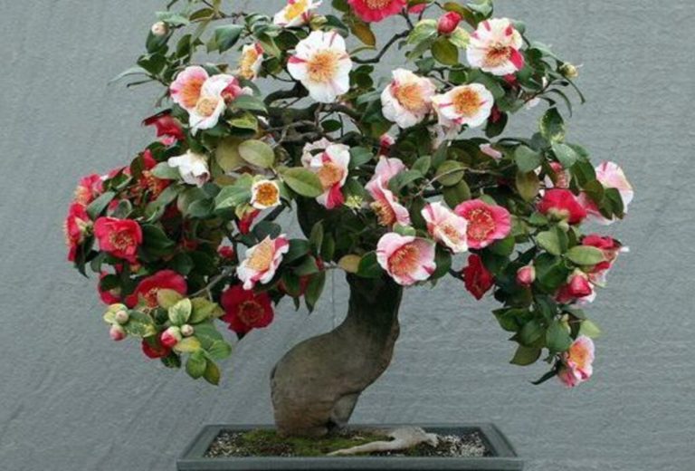 Camellia Bonsai: The Captivating World of Miniature Floral Sculpture