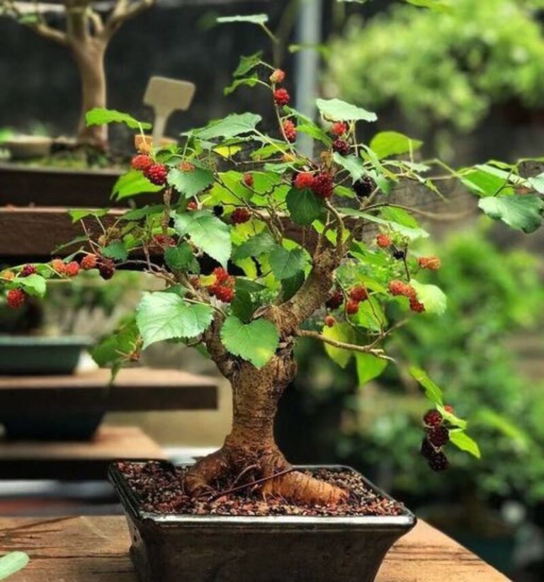 Mulberry Bonsai: A Tiny Tree with Big Character