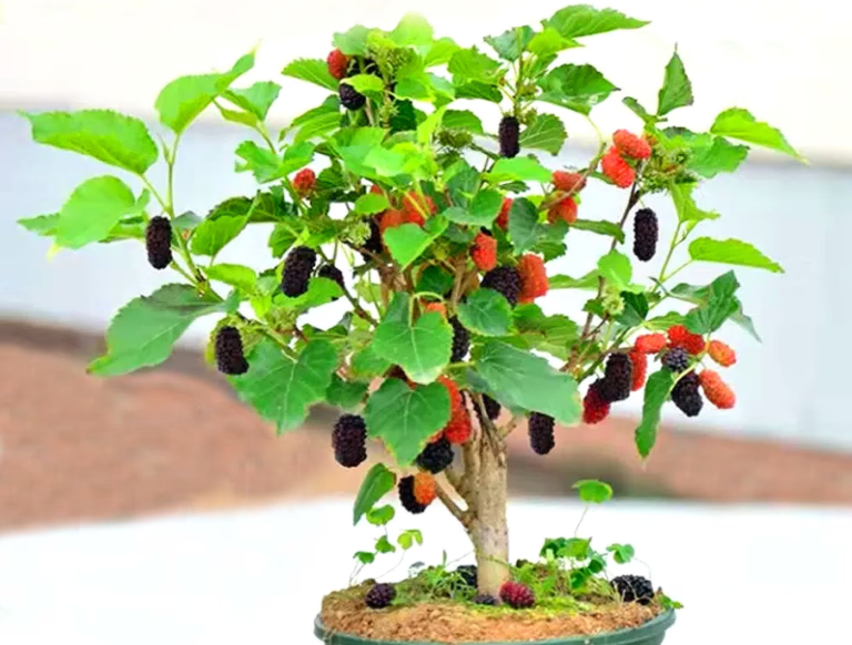 Mulberry Bonsai: A Tiny Tree with Big Character