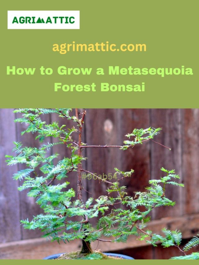How to Grow Metasequoia Forest Bonsai