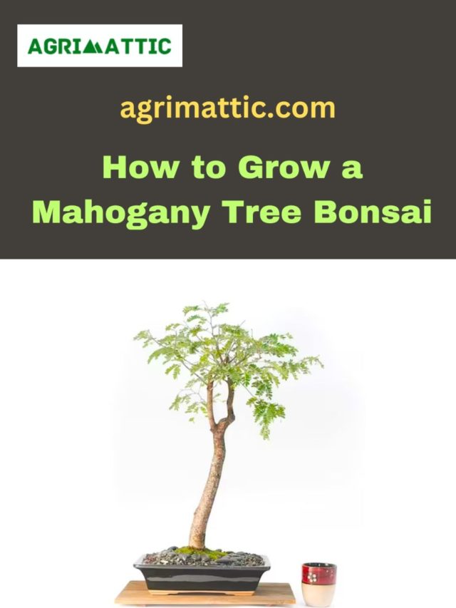 How to grow Mahogany Tree Bonsai