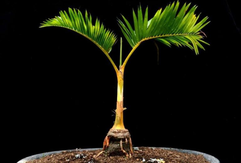 Bonsai Palm Tree: Where Art and Nature Unite in Perfect Harmony