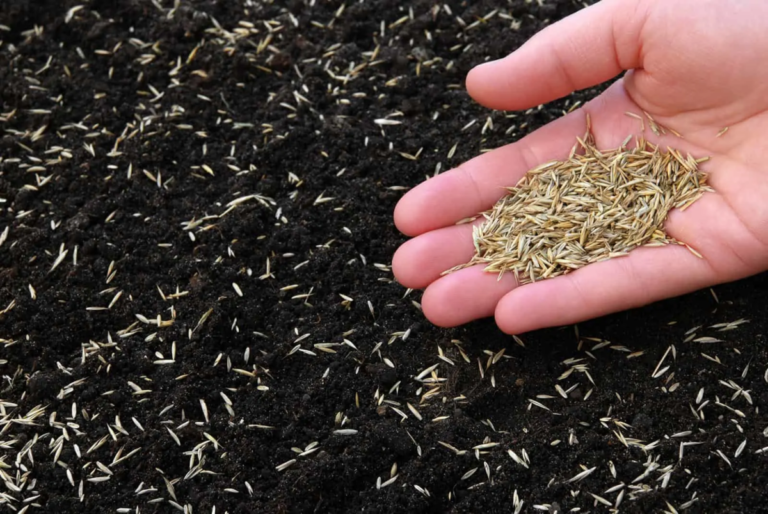 Bonsai Grass Seed: A Low-Maintenance Option for a Lush Lawn