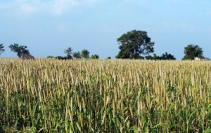 Millet Based Agroforestry