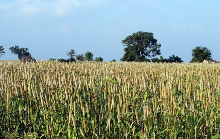 Millet Based Agroforestry: A Simple Path to Sustainable Farming