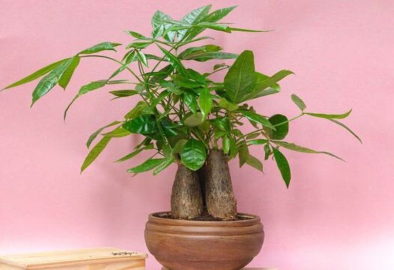Pachira Bonsai: The Captivating Charm of Bonsai in Your Home