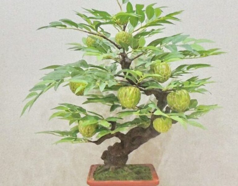 Sugar Apple Bonsai: Growing Tiny Tropical Delights in Your Own Garden