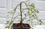 Weeping Pussy Willow Bonsai