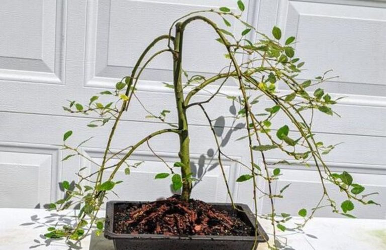 Weeping Pussy Willow Bonsai: An Elegant Addition to Your Bonsai Collection