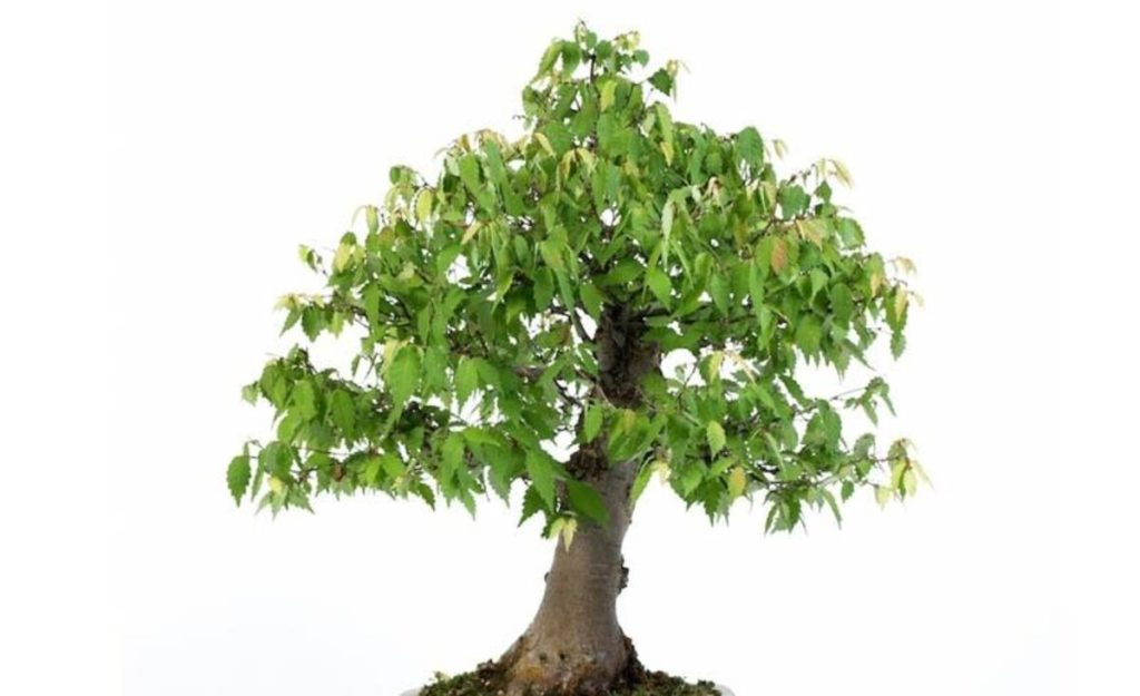 Zelkova bonsai Bark Variety