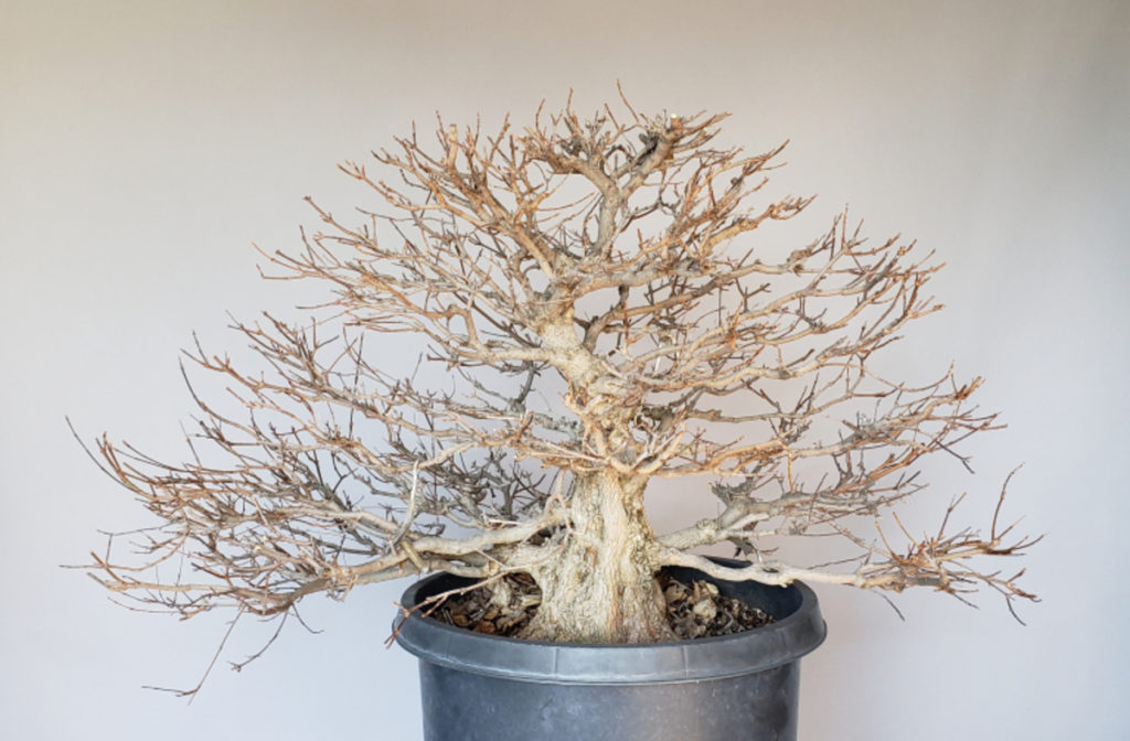 Zelkova bonsai Branches