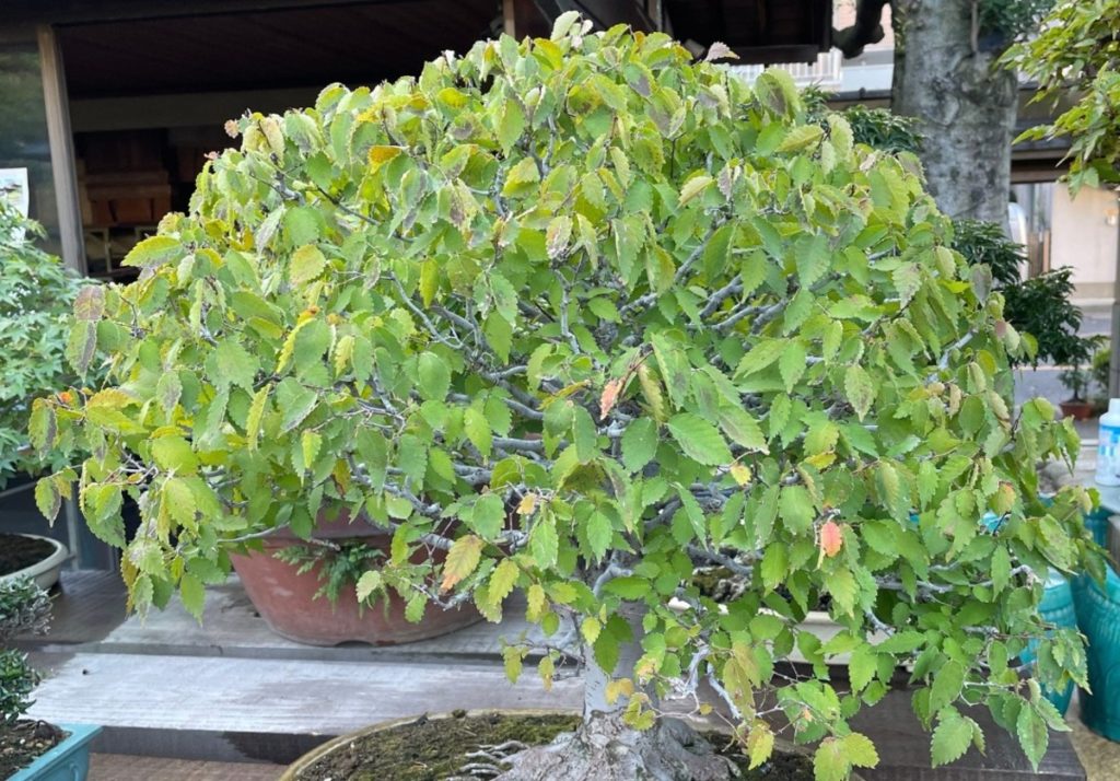 Zelkova bonsai Different Sizes