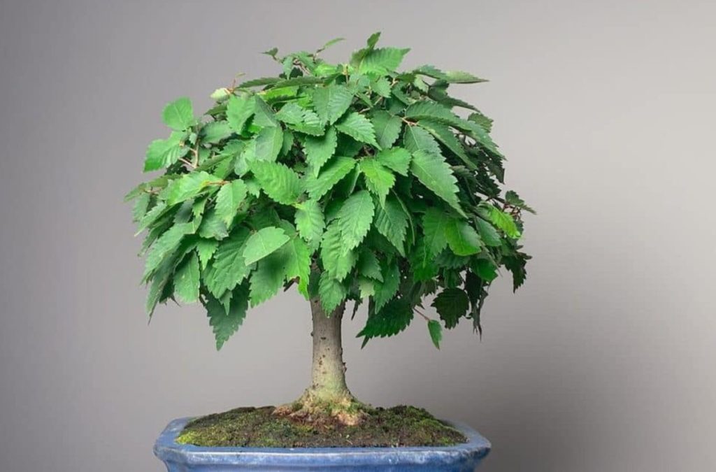 Zelkova bonsai Leaves with points