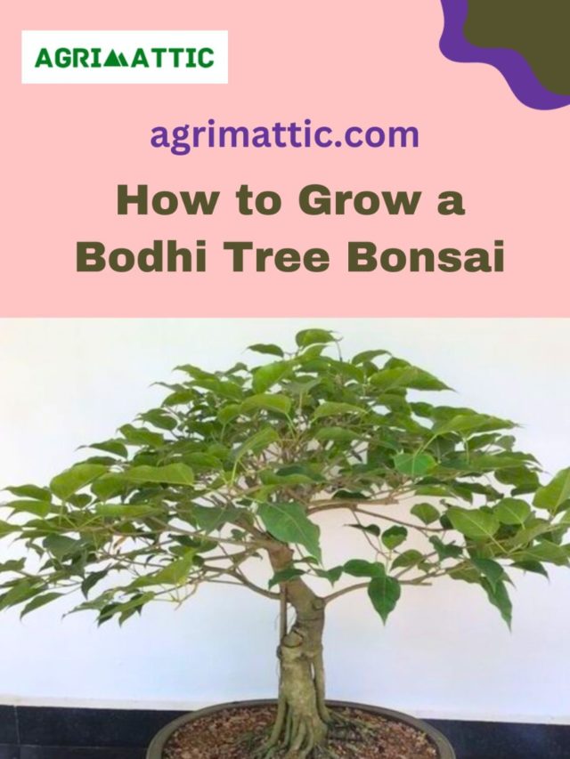 How to Grow Bodhi Tree Bonsai