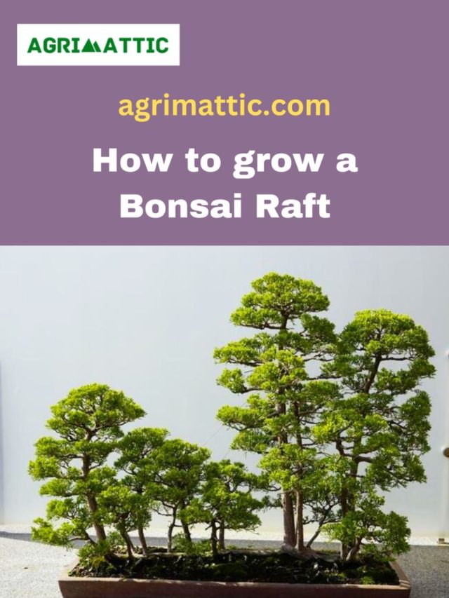 How to Grow Bonsai Raft