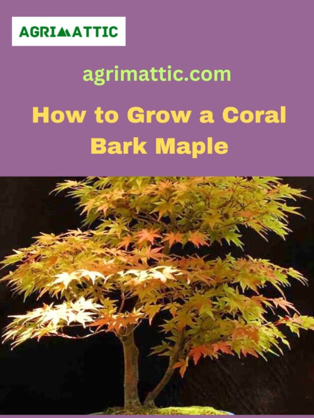How to Grow Coral Bark Maple