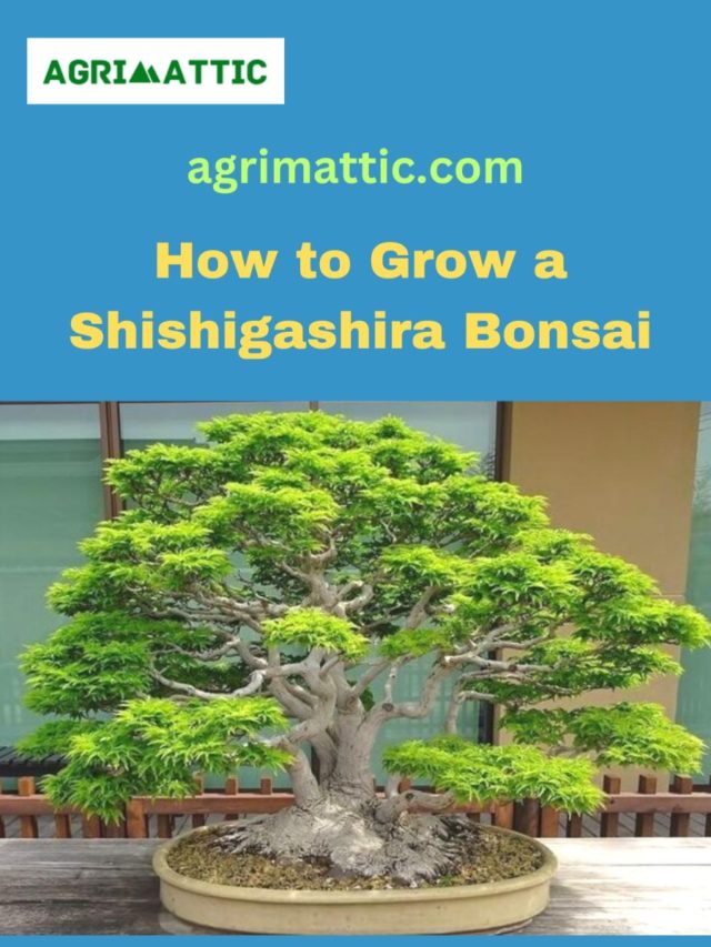 How to Grow Shishigashira Bonsai