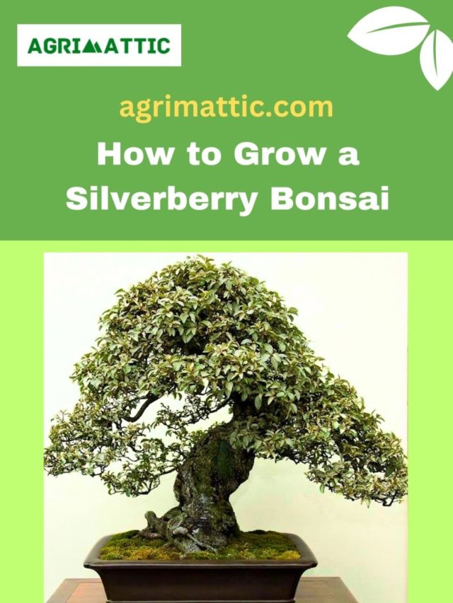 How to Grow Silverberry Bonsai