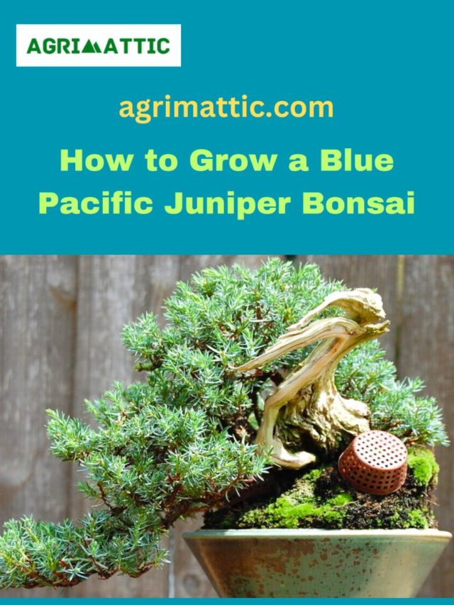 How to grow Blue Pacific Juniper Bonsai