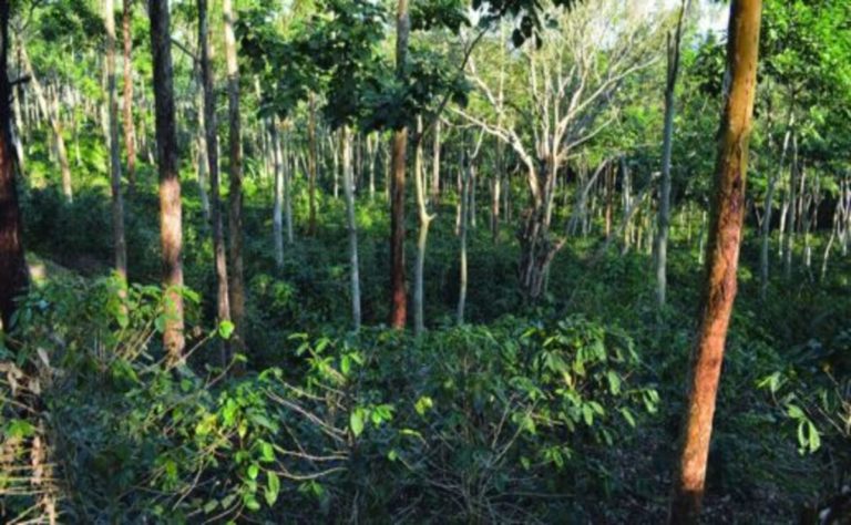Multistrata Agroforestry: A Sustainable Revolution in Farming Practices