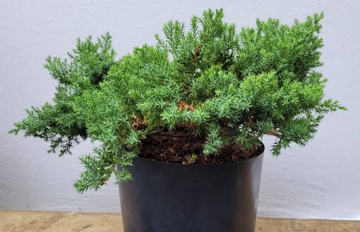 Blue Rug Juniper Bonsai Cultivating A Living Masterpiece In Your Garden