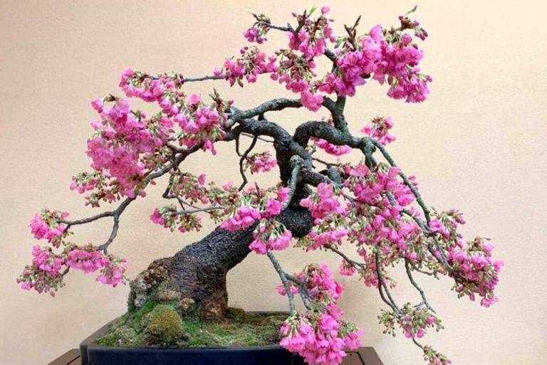 Cherry Blossom Bonsai : A Blossoming Symphony in Miniature