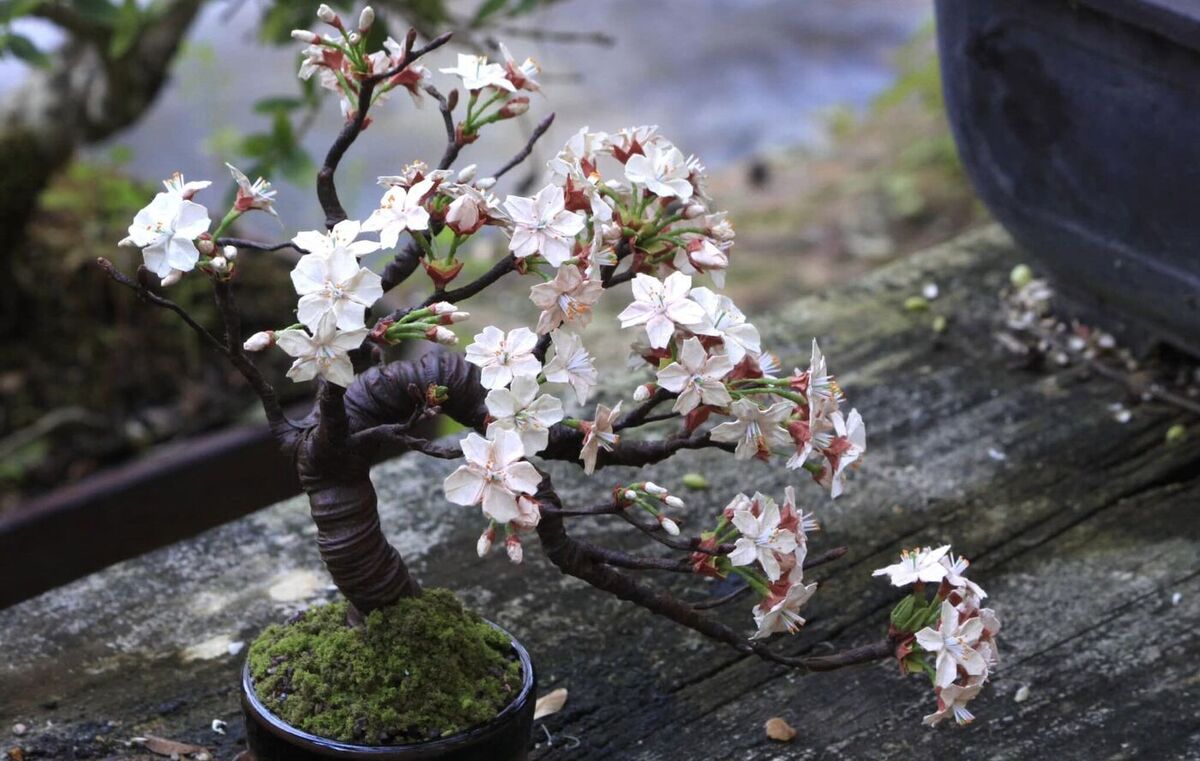 Cherry Blossom Bonsai : A Blossoming Symphony in Miniature