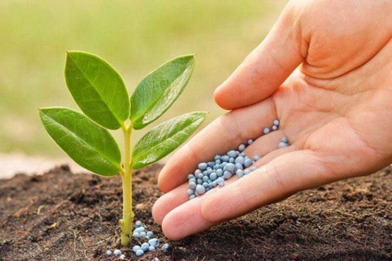 Phosphate Fertilizers: Helping Plants Grow Strong
