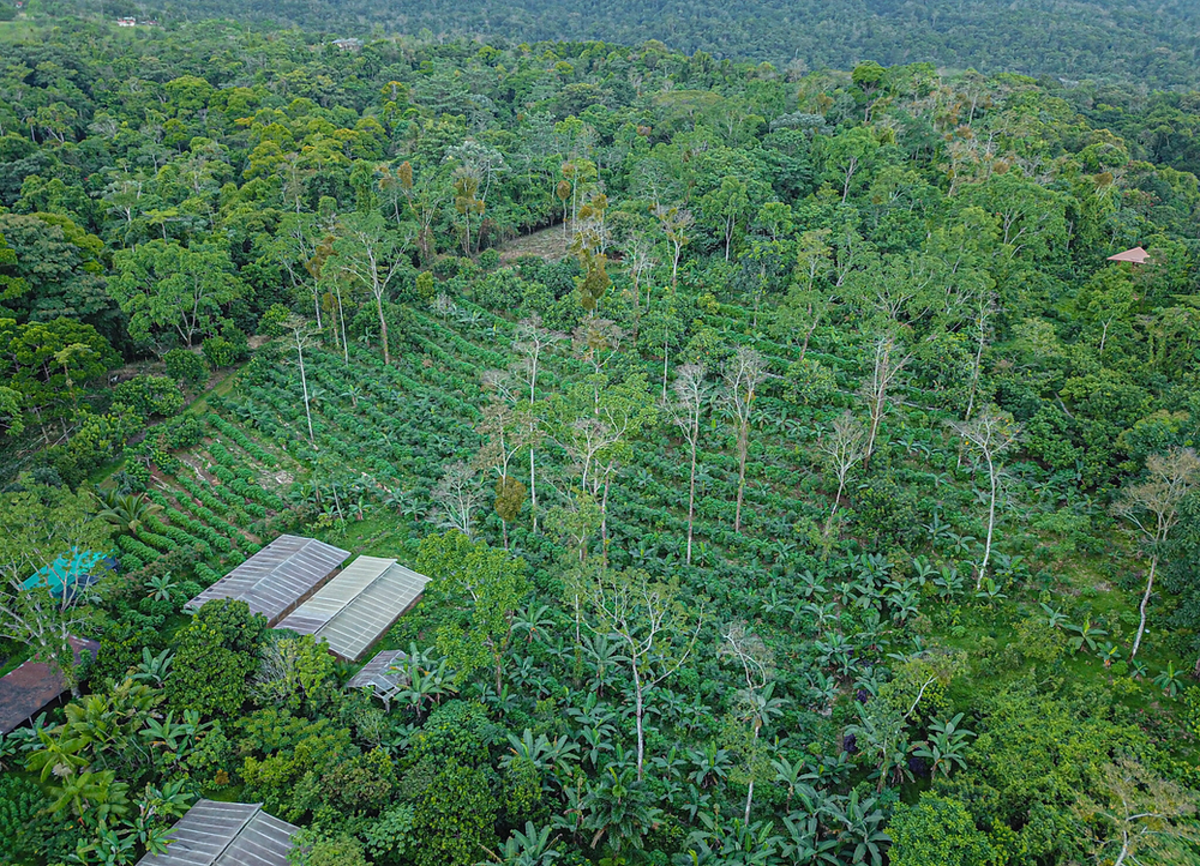 Syntropic Agroforestry