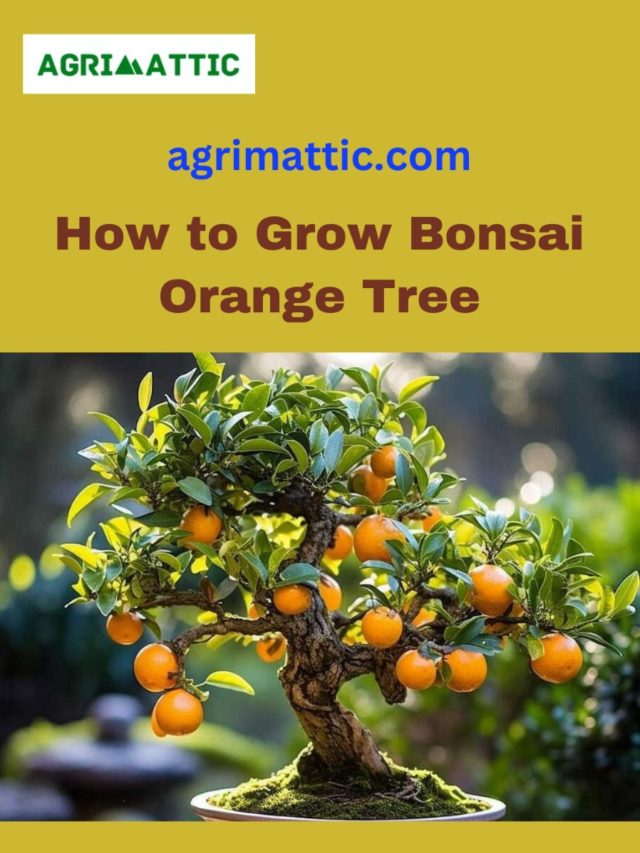 How to Grow Bonsai Orange Tree