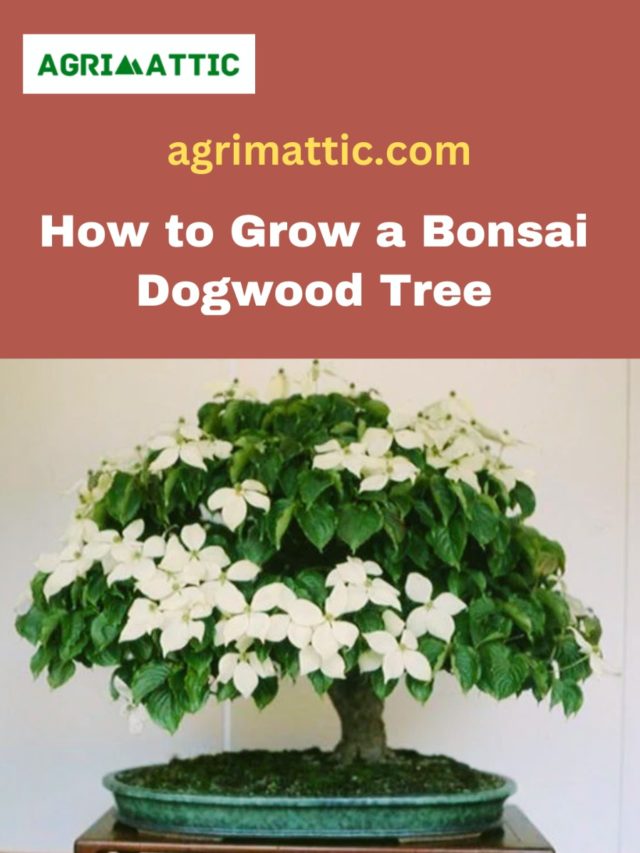 How to Grow Bonsai Dogwood Tree