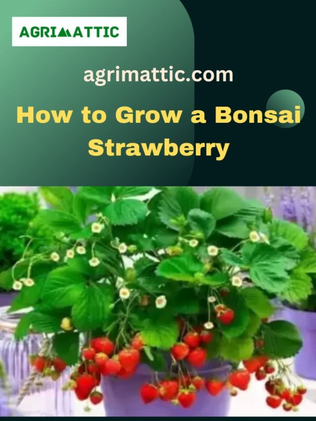 How to Grow Bonsai Strawberry